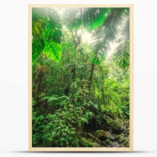 Thick vegetation in Basse Terre jungle in Guadeloupe. Lesser Antilles, Caribbean