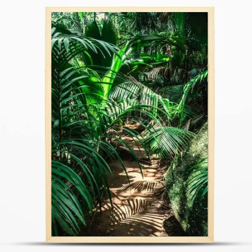 Path in the jungle surrounded by thick vegetation. Seychelles, Africa