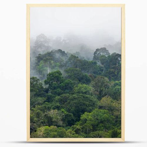 Fog covers greenery area inside tropical rainforest in rainy season.