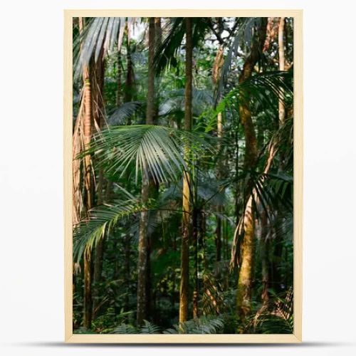 sun in the jungle. High quality photo