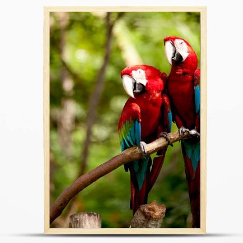 Colorful scarlet macaw perched on a branch