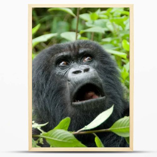 Mountain Gorilla in Volcano National Park (Rwanda)