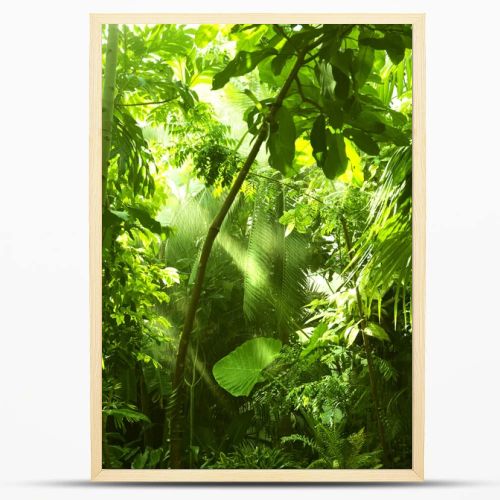 Tropical forest, trees in sunlight and rain