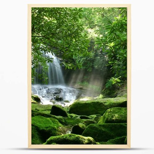 Rain Forest Waterfall