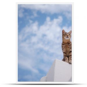 koty leżą na dachach białych domów w mieście Lindos Stray lub Feral Cats na wyspie Rodos w Grecji Zabytek historyczny