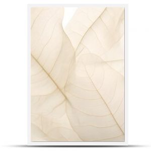 neutral color aesthetic photo with veins of leaf, Nature abstract of flower petals