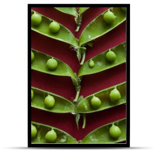 Green pea pods laid out on a red background. Top view. Food concept.