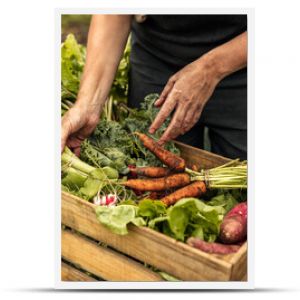 Vegetable farmer arranging freshly picked produce into a crate