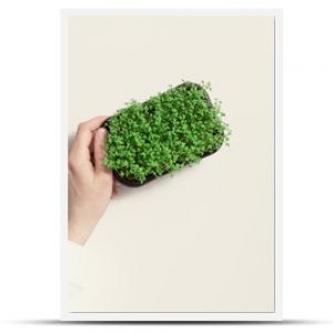 Growing sprouts of watercress salad in container, female hand hold plastic box with Microgreens on beige Concept healthy lifestyle and eating, organic food, superfood. Top view greens