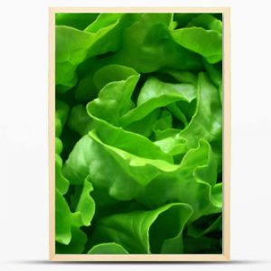 butterhead lettuce 1