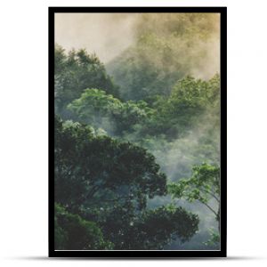 panorama banner background of tropical forest landscape scene for using in concept of environmental ecology and sustainable energy or Earth day, wild wood scenic using for wallpaper of spa and tourism