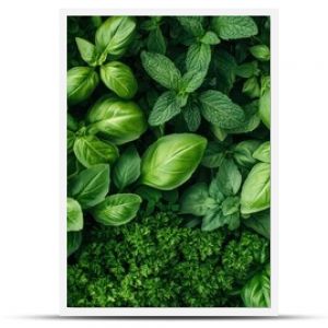 Lush Green Herbs - Basil, Mint, Rosemary, Parsley Texture Background.