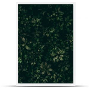 nature  floral wallpaper pattern design texture  vintage pattern