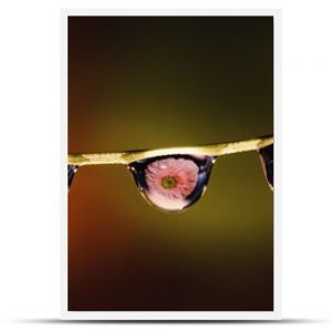 three drops of water on a twig with a reflection of a pink gerbera flower , creative macrophotography