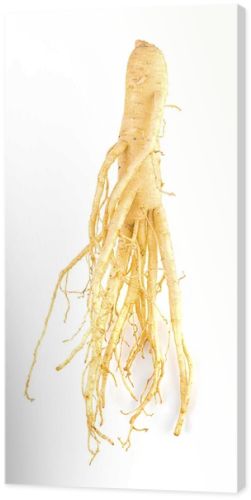 ginseng isolated on white background