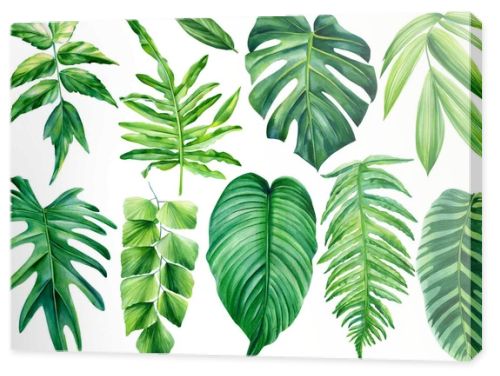 Collection of tropical leaves. watercolor isolated elements on a white background. Palm leaf