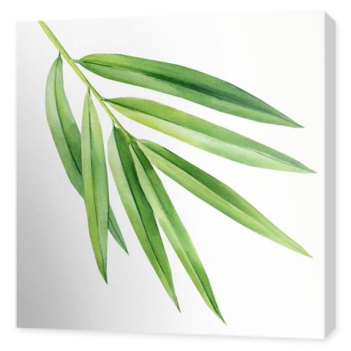 Tropical palm leaf isolated on white background, bamboo. Watercolor botanical painting. High quality illustration