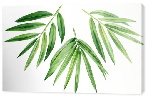 Tropical leaves. palm leaf, bamboo. Set of watercolor tropical floral illustrations with green leaves . High quality illustration