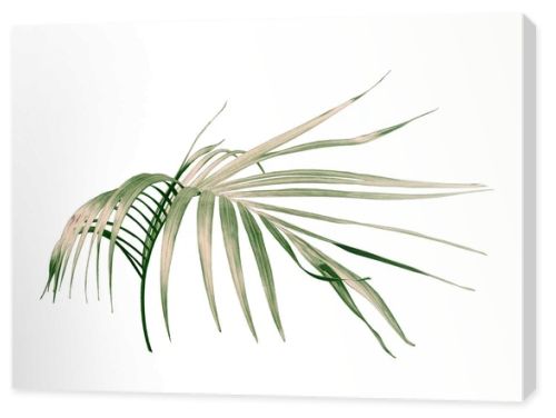 green palm leaf on white background