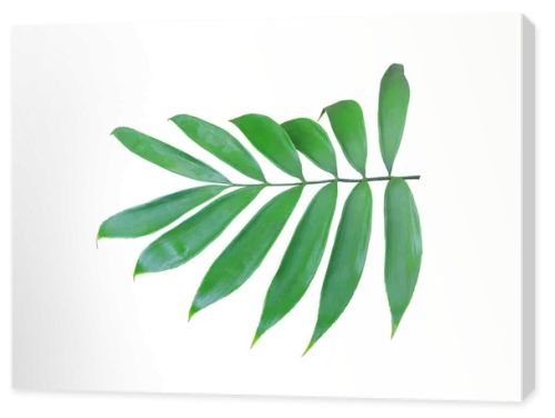 green palm leaf isolated on white background 