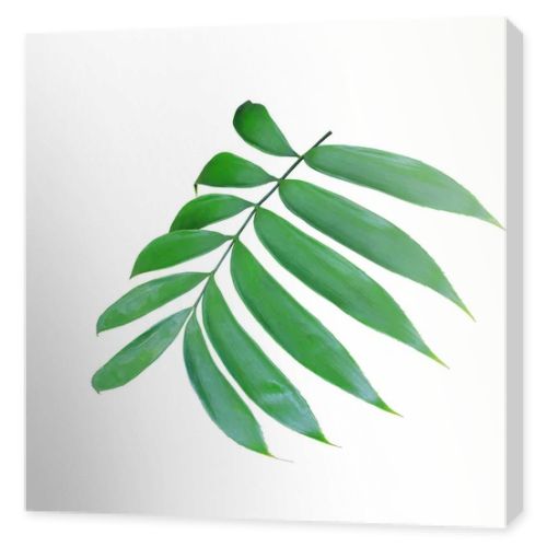 green palm leaf isolated on white background 
