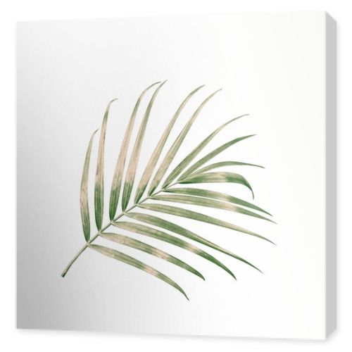 green palm leaf isolated on white background with clipping path