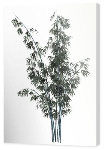 3D Rendering Bamboo Tree on White