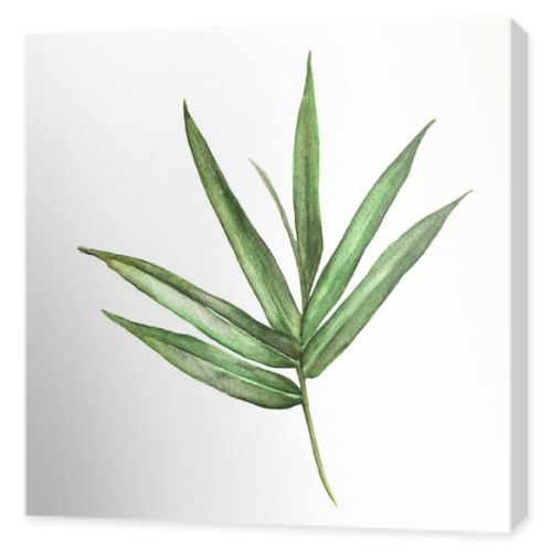 Watercolor illustration painting of bamboo leaves isolated on white background