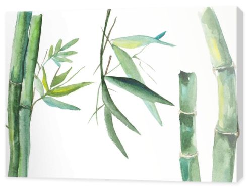 Watercolor bamboo illustration