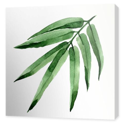 Tropical leaves bamboo tree in a watercolor style isolated.