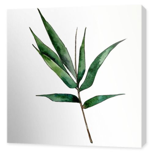 Bamboo tree in a watercolor style isolated.