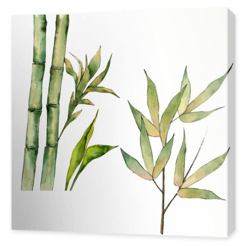 Bamboo tree in a watercolor style isolated.