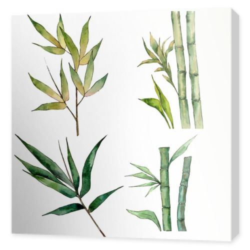 Bamboo tree in a watercolor style isolated.