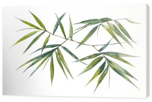 Watercolor illustration painting of bamboo leaves