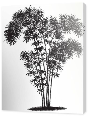 A picture of shrub of bambusa nana, tree looks tall. Branches are thick and have small leaves, vintage line drawing or engraving illustration.