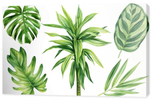 Tropical leaves set. Palms, Dracaena and monstera. Tropical plant, isolated white background, Watercolor illustration. High quality illustration