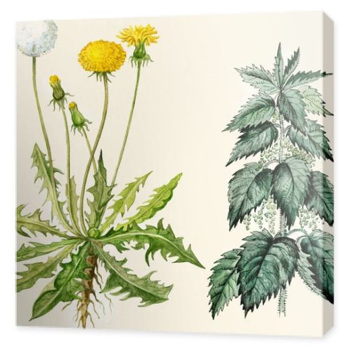 Dandelion flowers and seeds, nettle