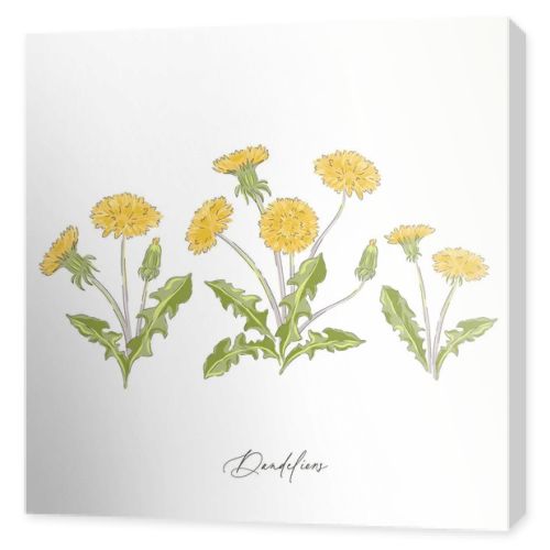 Dandelions spring wildflower botanical hand drawn vector illustration set 