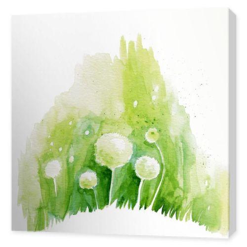 Painted watercolor flowers dandelions on a white background