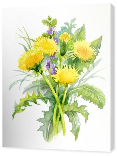 Watercolor dandelions