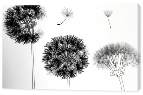 black dandelions