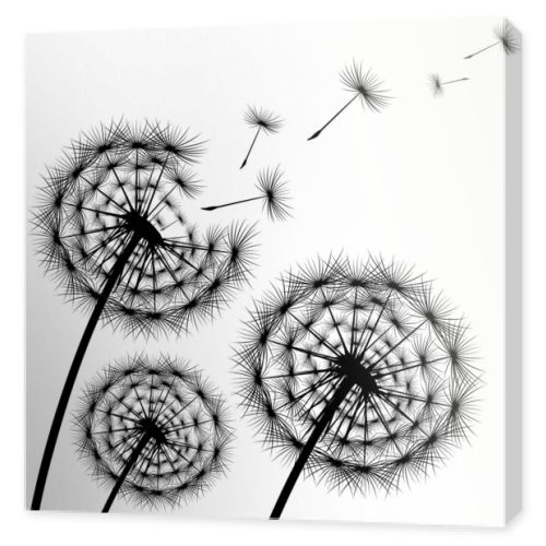 Black silhouette of a dandelion on a white background