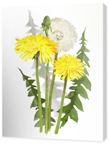 dandelion