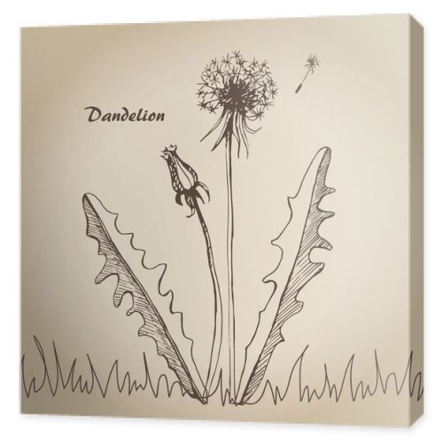 Dandelion sketch 3