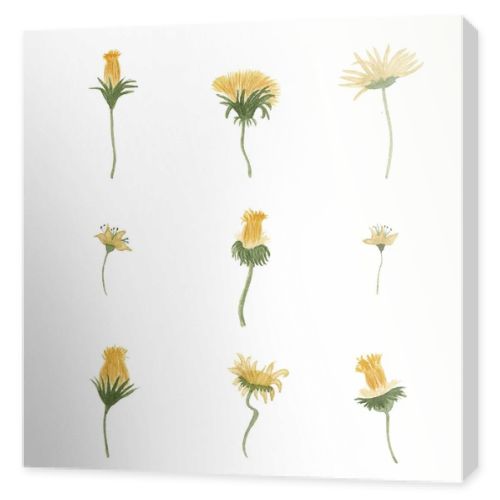 Watercolor yellow dandelions set illustration. Hand drawn botanical wildflowers print.