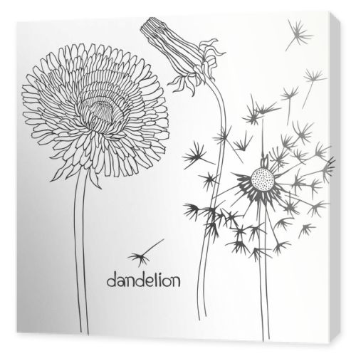 Set of dandelion flowers