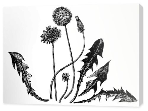 Vector illustrations of dandelions drawn with a black line on a white background.