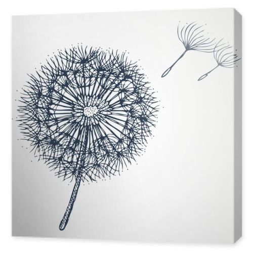 dandelion vector hand drawn