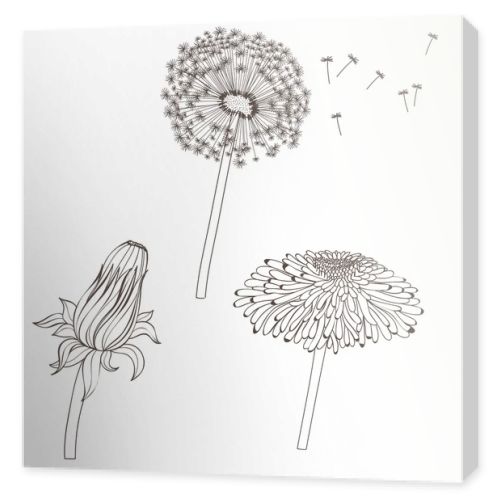  graphic illustration with dandelions