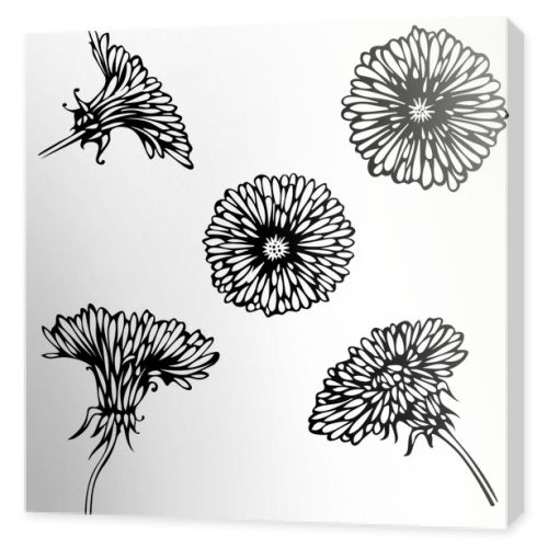 Black dandelions